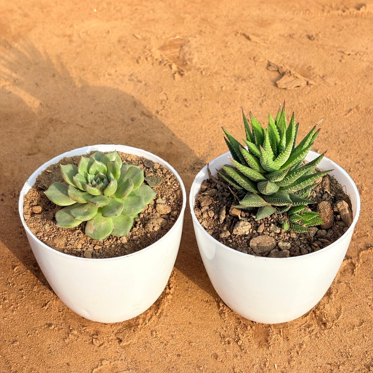 Set of 2 - Haworthia Zebrina & Echeveria Elegans Succulent in 4 inch White Premium Orchid Round Plastic Pot