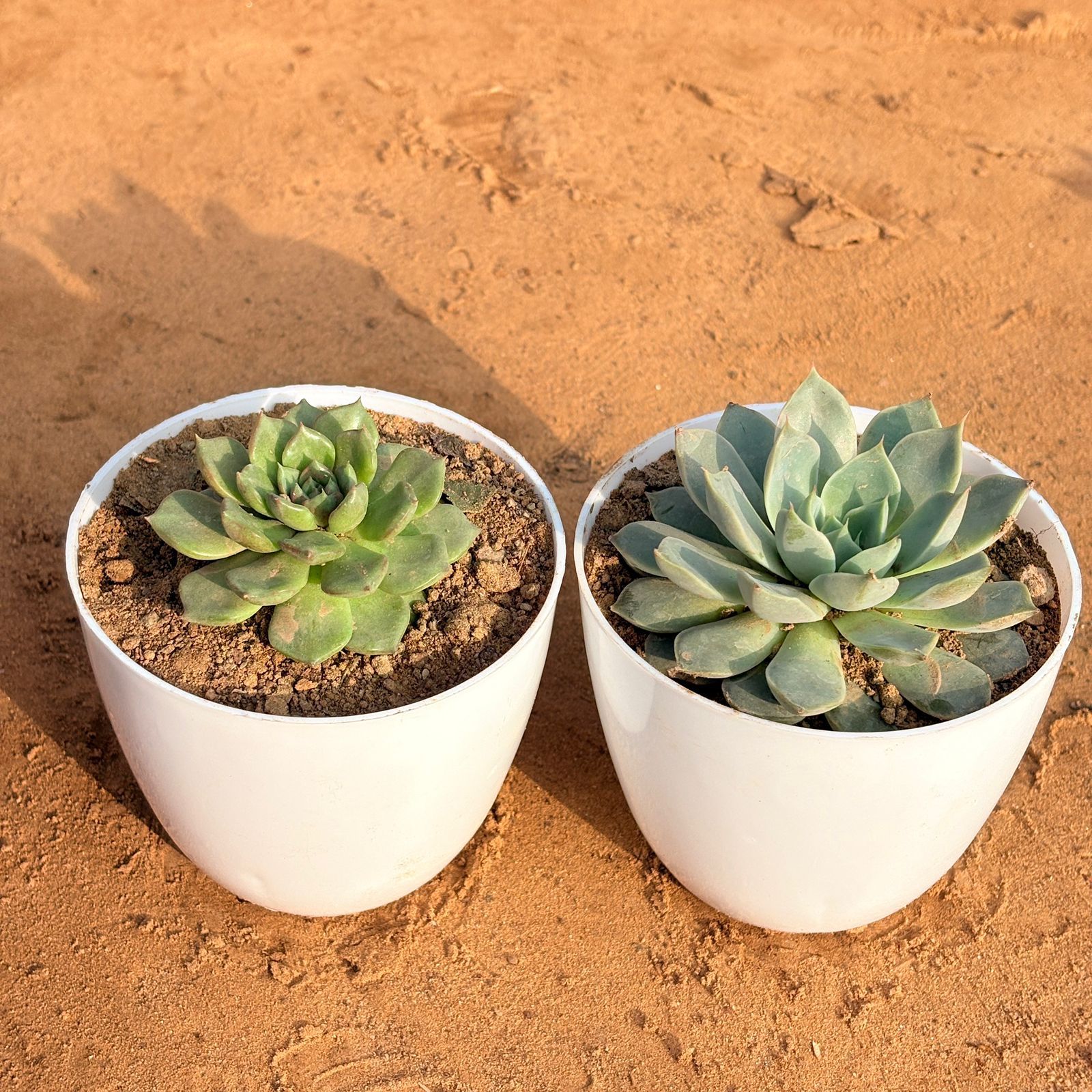 Set of 2 - Echeveria Brown Succulent & Echeveria Elegans Succulent in 4 inch White Premium Orchid Round Plastic Pot
