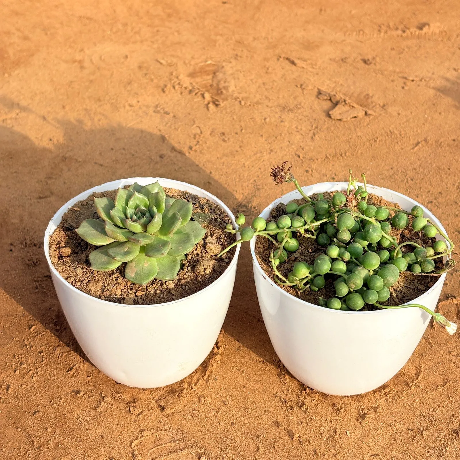 Set of 2 - String of Pearls Succulent & Echeveria Elegans Succulent in 4 inch White Premium Orchid Round Plastic Pot