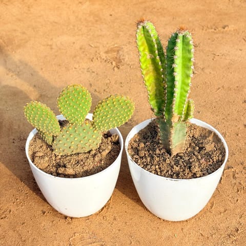 Set of 2 - Fairy Castle Fairy Tale Cactus & Bunny Ear Cactus in 4 inch White Premium Orchid Round Plastic Pot