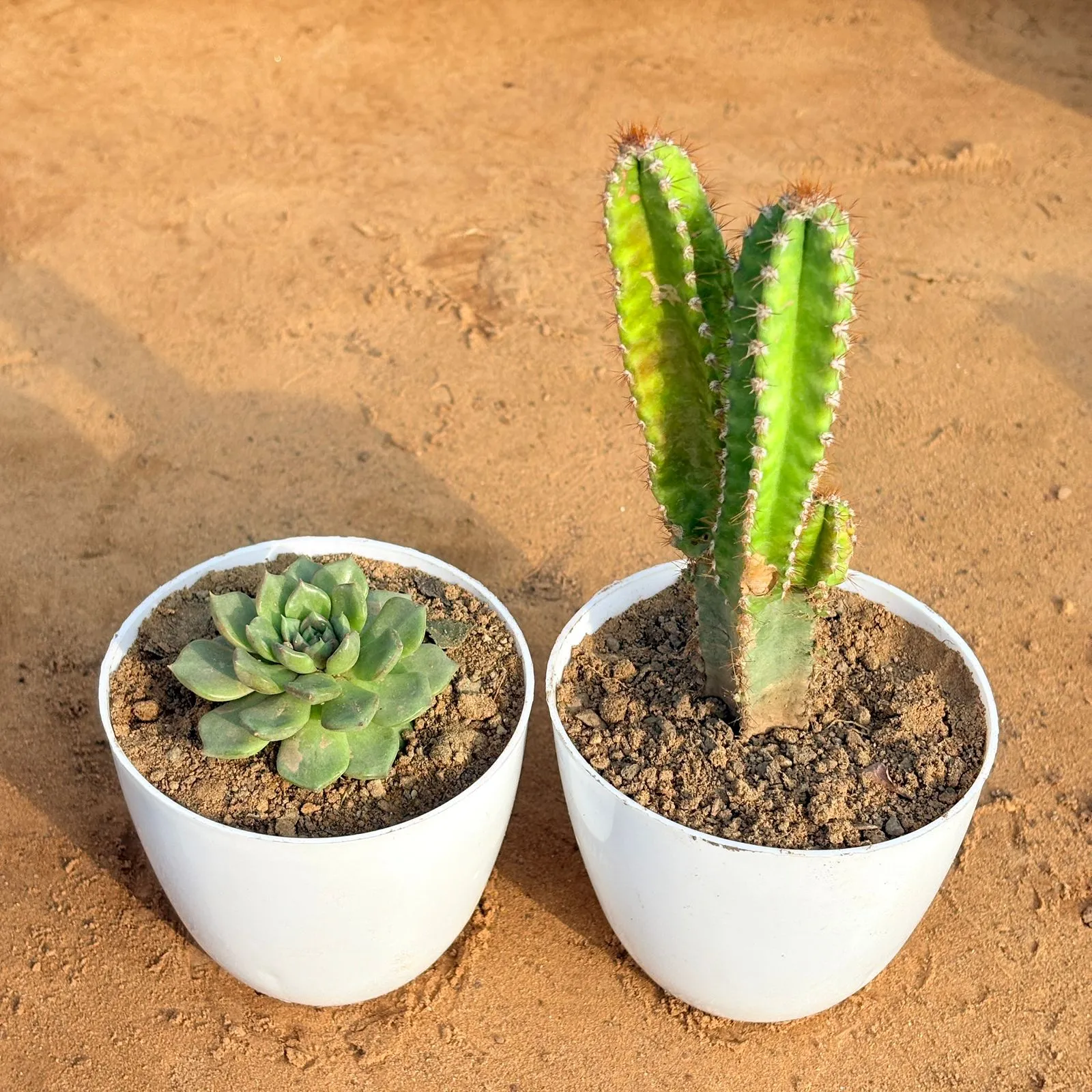 Set of 2 - Fairy Castle Fairy Tale Cactus & Echeveria Elegans Succulent in 4 inch White Premium Orchid Round Plastic Pot