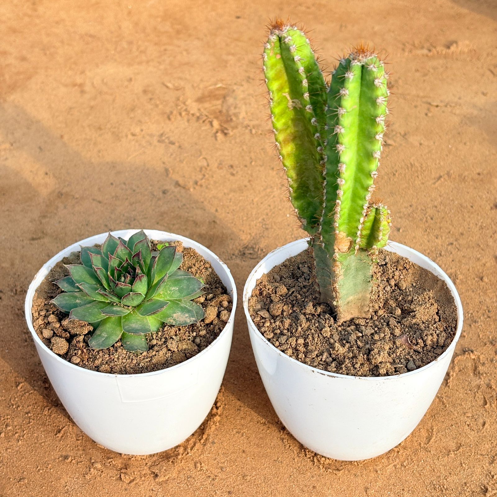 Set of 2 - Laxmi Kamal Succulent & Fairy Castle Fairy Tale Cactus in 4 inch White Premium Orchid Round Plastic Pot