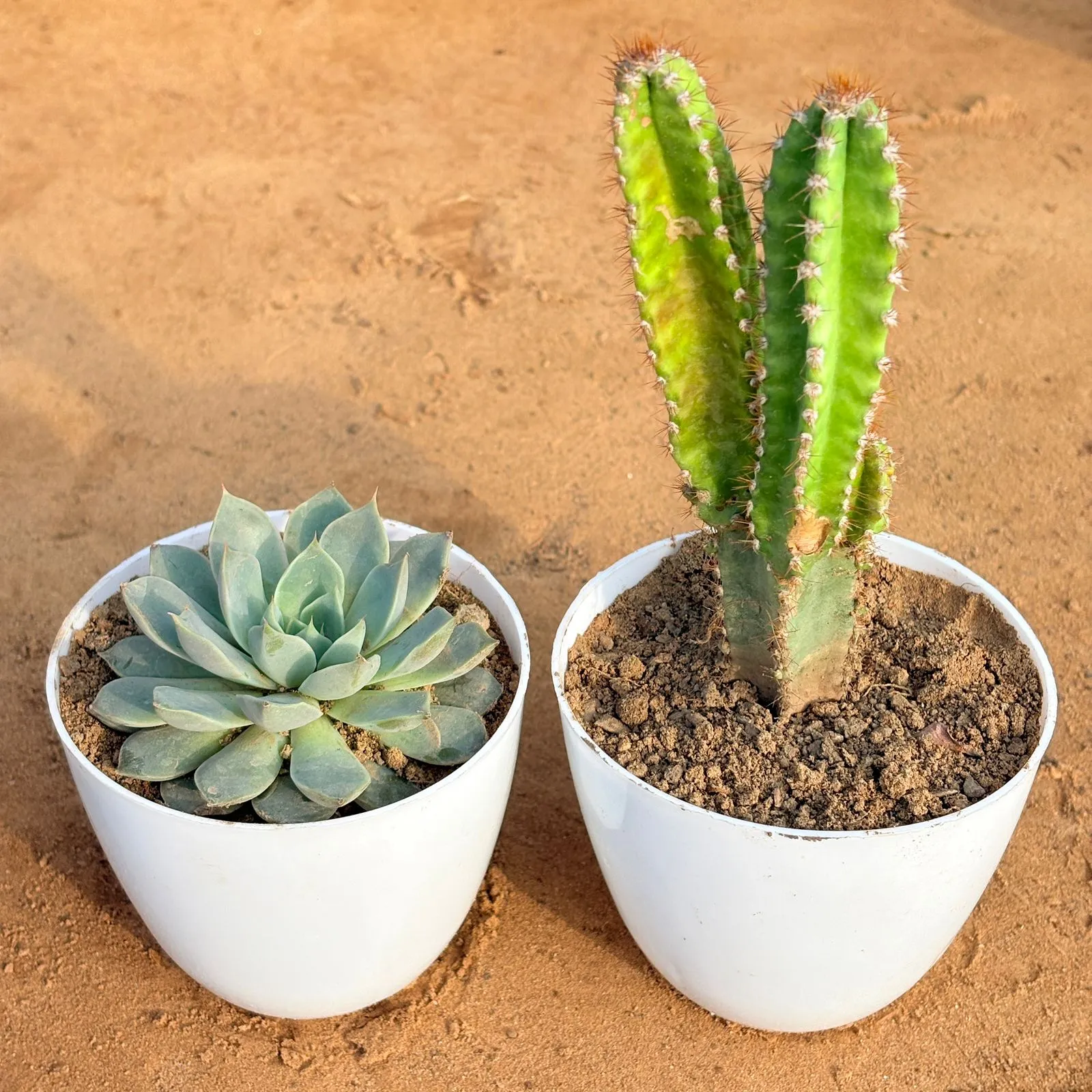 Set of 2 - Echeveria Brown Succulent & Fairy Castle Fairy Tale Cactus in 4 inch White Premium Orchid Round Plastic Pot