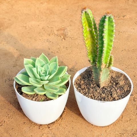 Set of 2 - Echeveria Green Succulent & Fairy Castle Fairy Tale Cactus in 4 inch White Premium Orchid Round Plastic Pot
