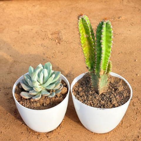 Set of 2 - Echeveria Lotus Succulent & Fairy Castle Fairy Tale Cactus in 4 inch White Premium Orchid Round Plastic Pot