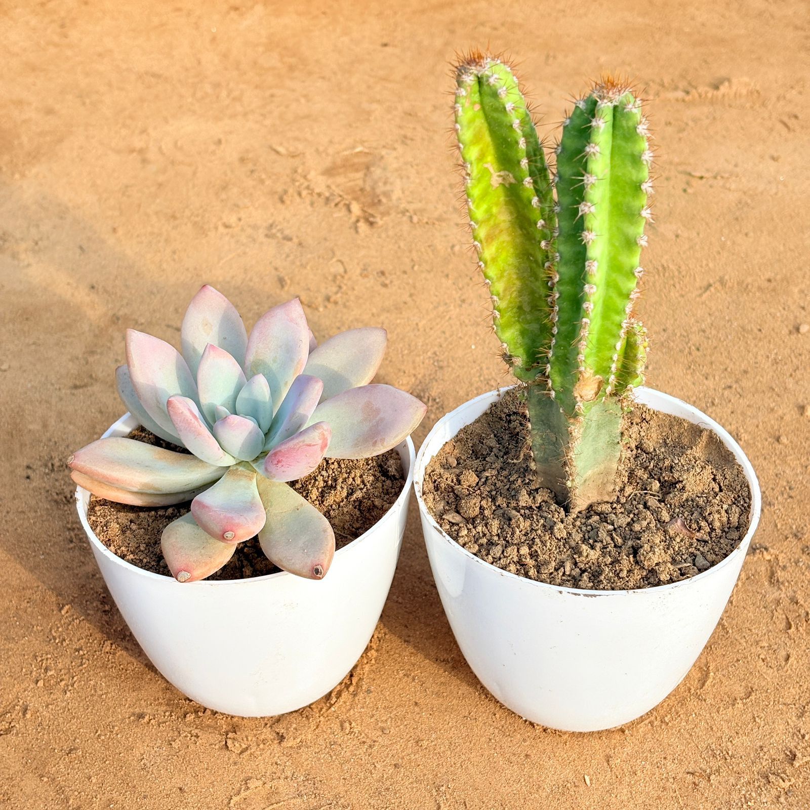 Set of 2 - Echeveria Devotion / Red Velvet & Fairy Castle Fairy Tale Cactus in 4 inch White Premium Orchid Round Plastic Pot
