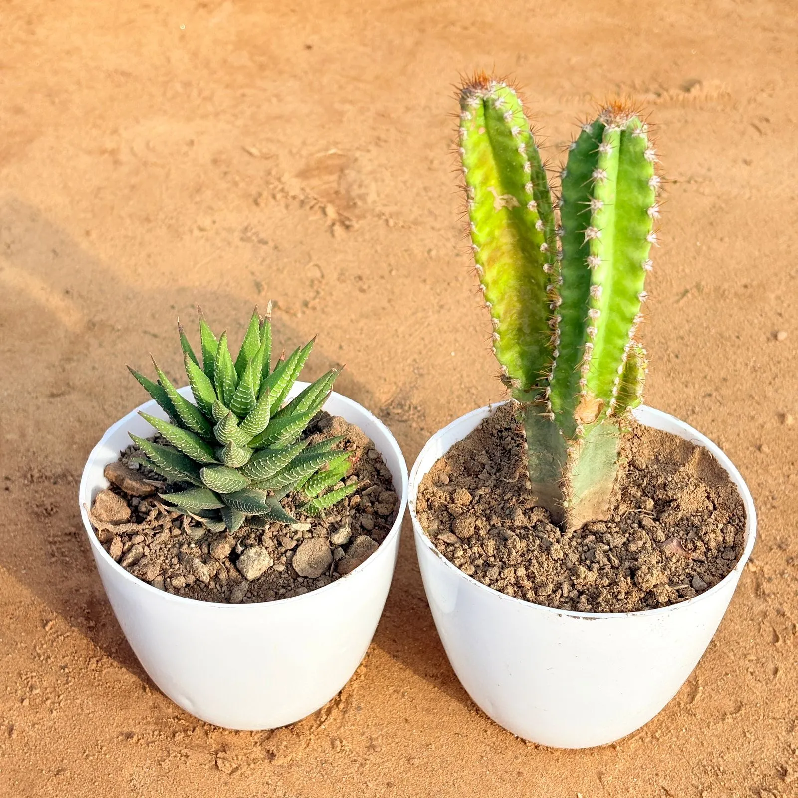 Set of 2 - Haworthia Zebrina & Fairy Castle Fairy Tale Cactus in 4 inch White Premium Orchid Round Plastic Pot