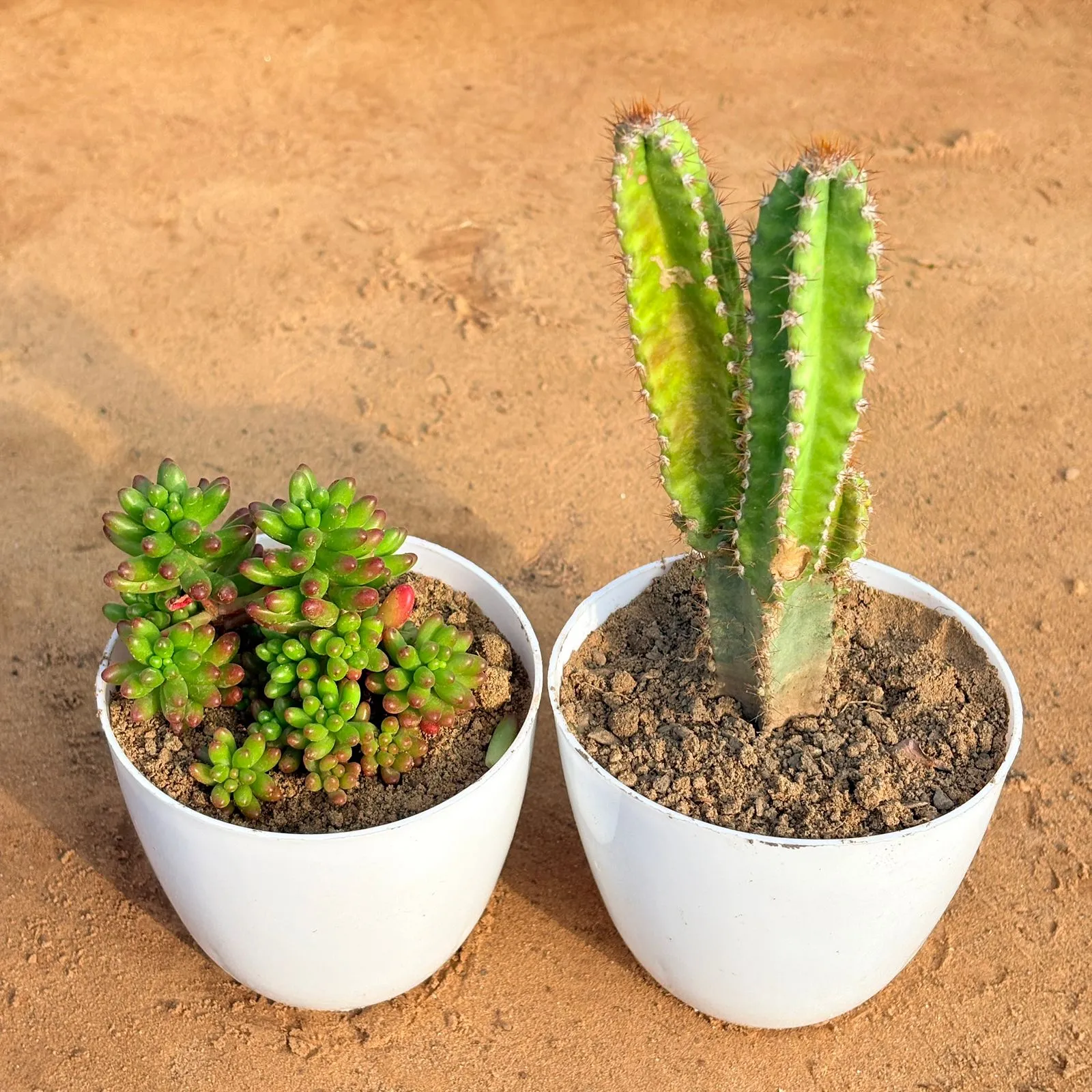 Set of 2 - Jelly Bean Succulent & Fairy Castle Fairy Tale Cactus in 4 inch White Premium Orchid Round Plastic Pot