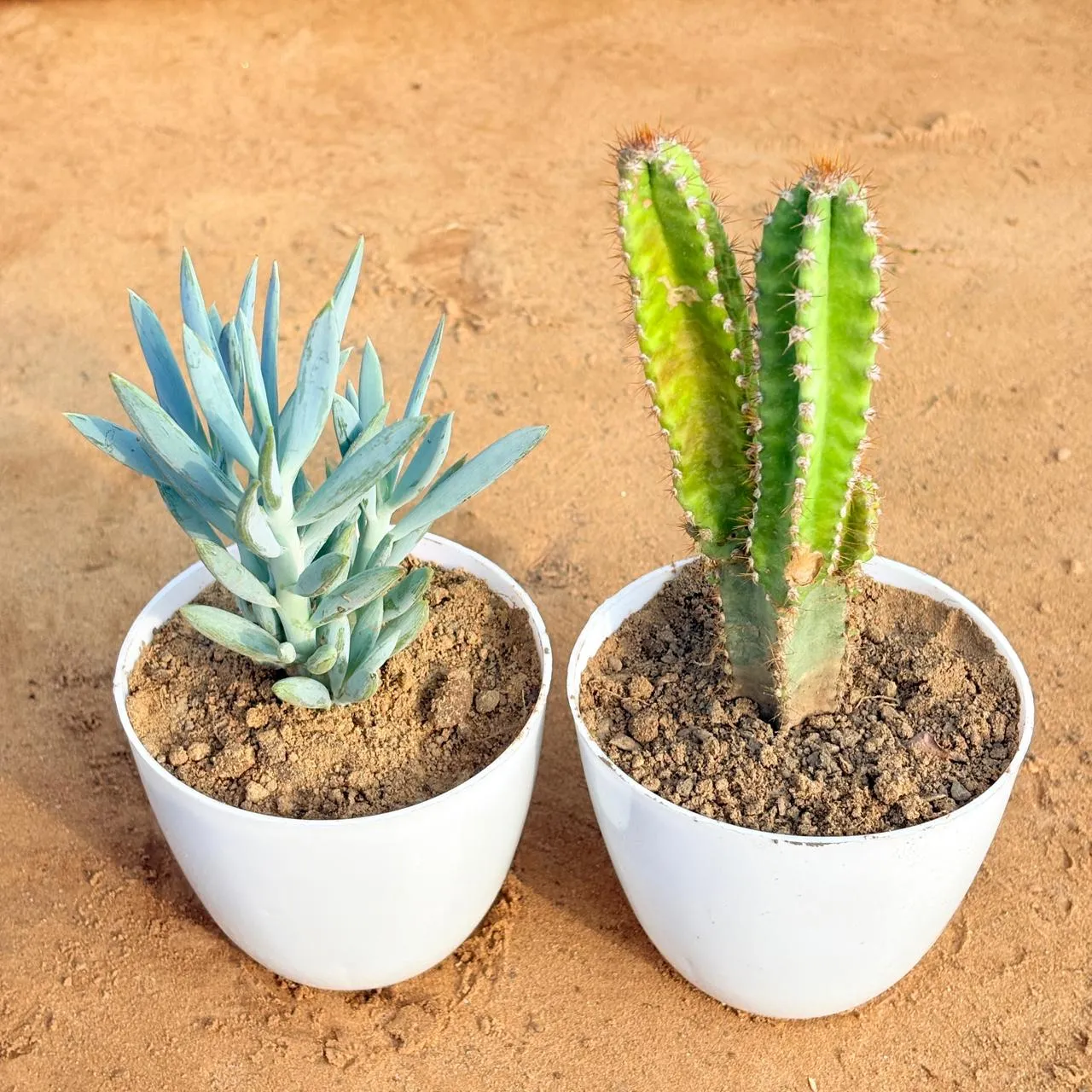 Set of 2 - Curio Repens Succulent & Fairy Castle Fairy Tale Cactus in 4 inch White Premium Orchid Round Plastic Pot