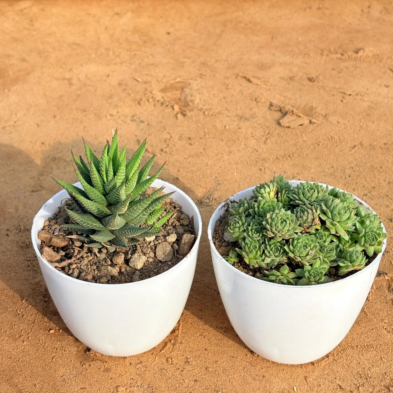 Set of 2 - Haworthia Zebrina & Sempervivum Arachnoideum Succulent in 4 inch White Premium Orchid Round Plastic Pot