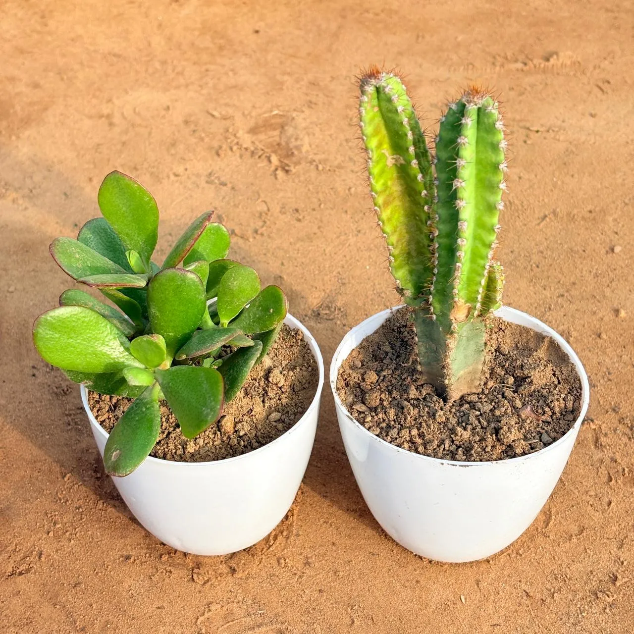 Set of 2 - Crassula Ovata/ Dhan Kuber & Fairy Castle Fairy Tale Cactus in 4 inch White Premium Orchid Round Plastic Pot