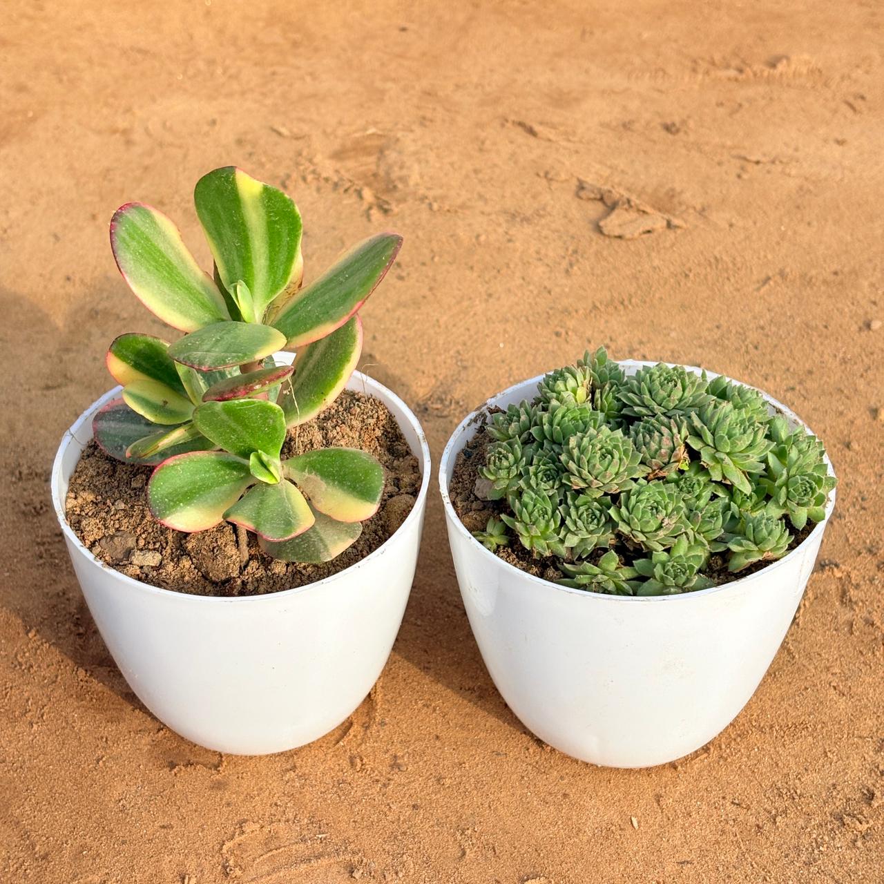 Set of 2 - Crassula Variegated Succulent & Sempervivum Arachnoideum Succulent in 4 inch White Premium Orchid Round Plastic Pot