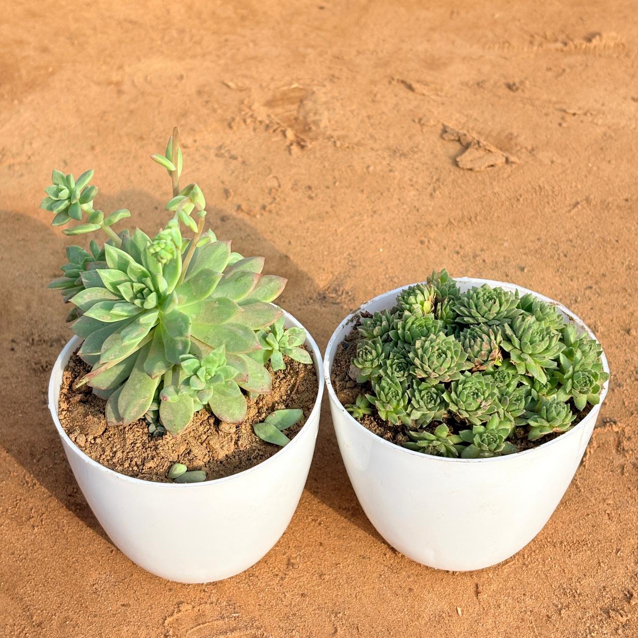 Set of 2 - Echeveria Red Succulent & Sempervivum Arachnoideum Succulent in 4 inch White Premium Orchid Round Plastic Pot