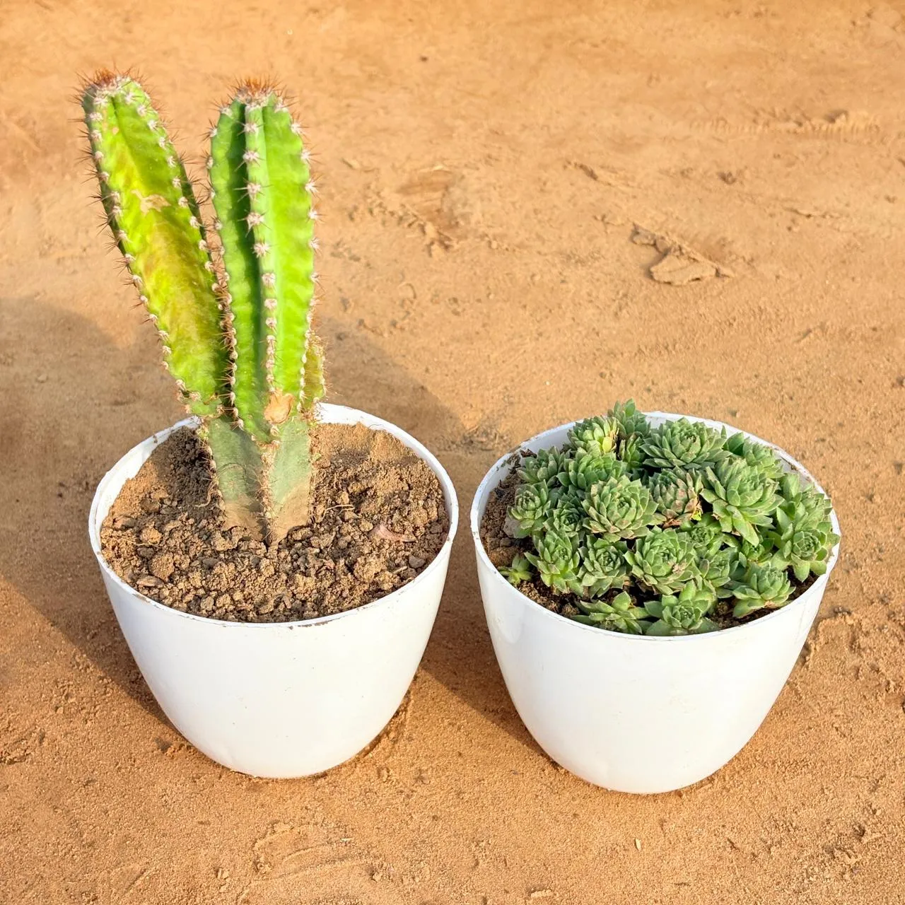 Set of 2 - Fairy Castle Fairy Tale Cactus & Sempervivum Arachnoideum Succulent in 4 inch White Premium Orchid Round Plastic Pot