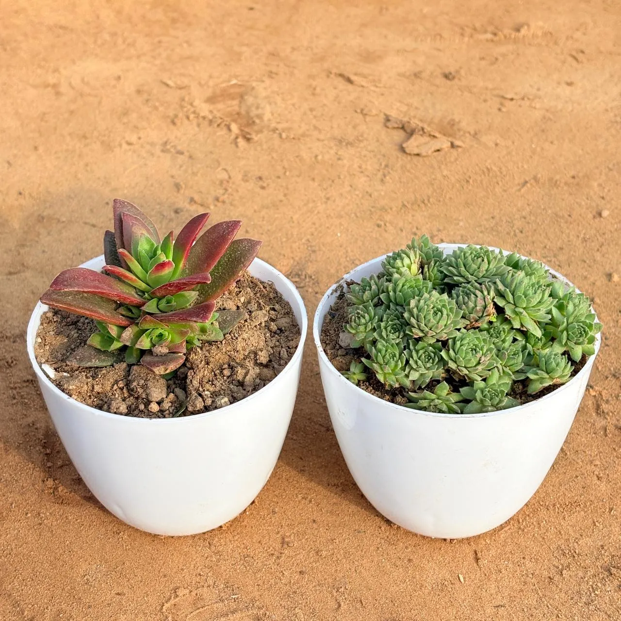 Set of 2 - Crassula Campfire & Sempervivum Arachnoideum Succulent in 4 inch White Premium Orchid Round Plastic Pot