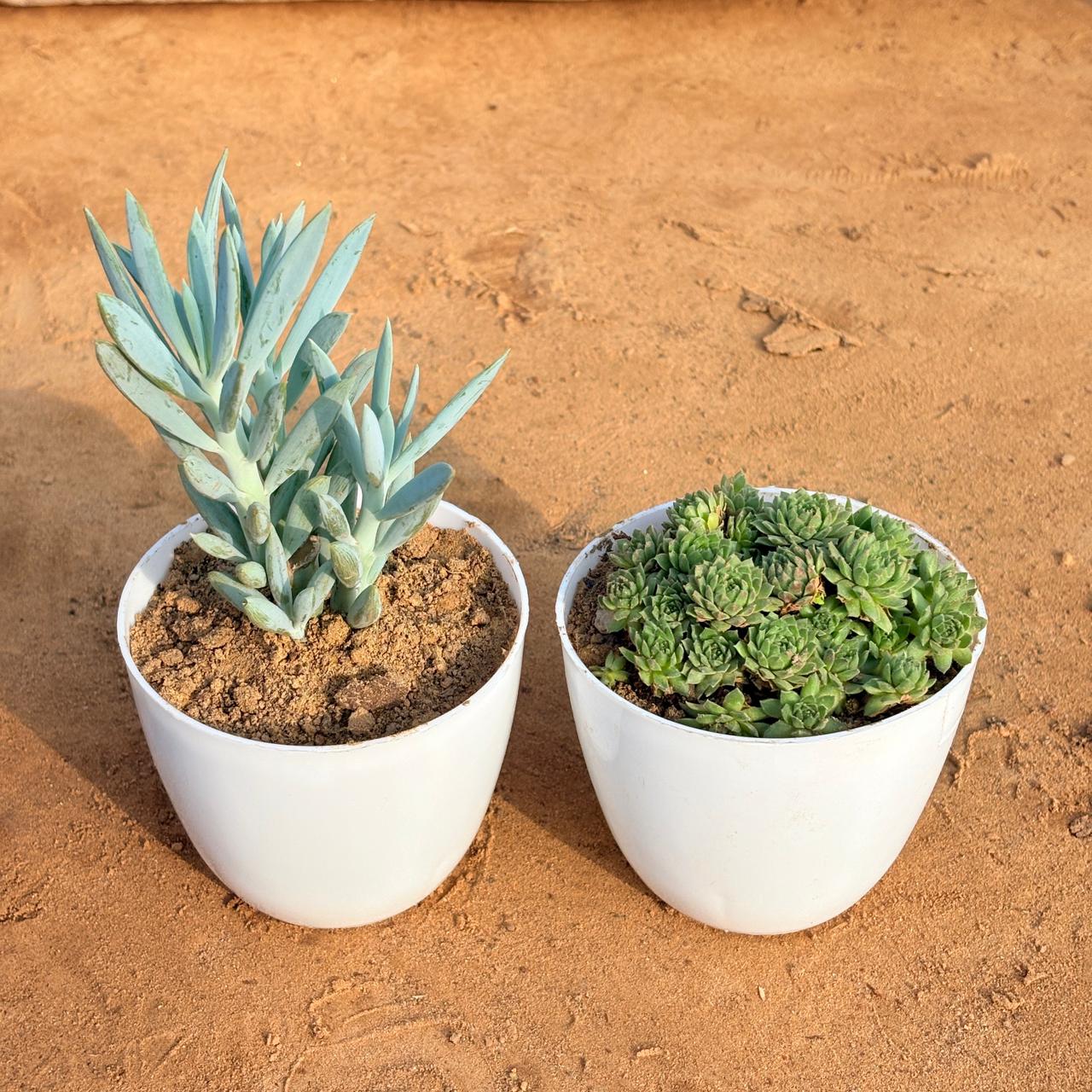 Set of 2 - Curio Repens Succulent & Sempervivum Arachnoideum Succulent in 4 inch White Premium Orchid Round Plastic Pot