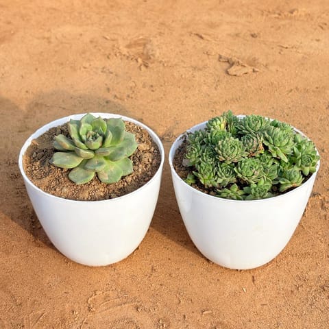 Set of 2 - Echeveria Elegans Succulent & Sempervivum Arachnoideum Succulent in 4 Inch Live Plant White Premium Orchid Round Plastic Pot