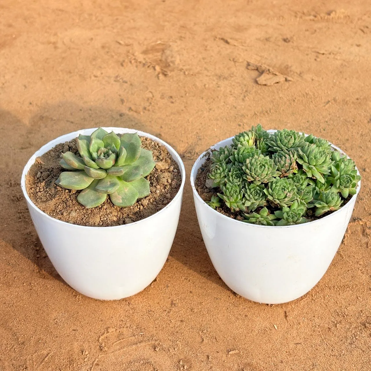 Set of 2 - Echeveria Elegans Succulent & Sempervivum Arachnoideum Succulent in 4 inch White Premium Orchid Round Plastic Pot