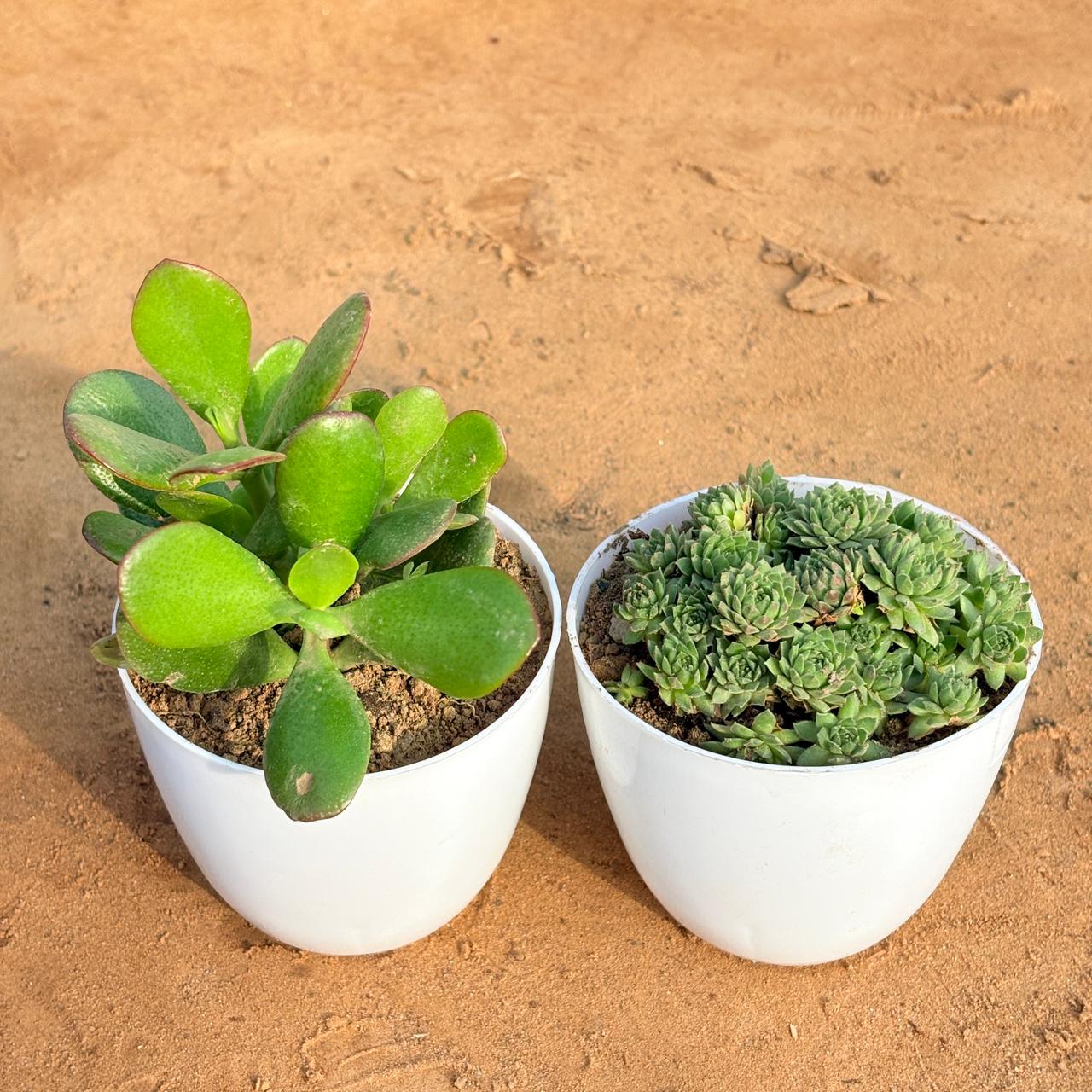 Set of 2 - Crassula Ovata/ Dhan Kuber & Sempervivum Arachnoideum Succulent in 4 inch White Premium Orchid Round Plastic Pot