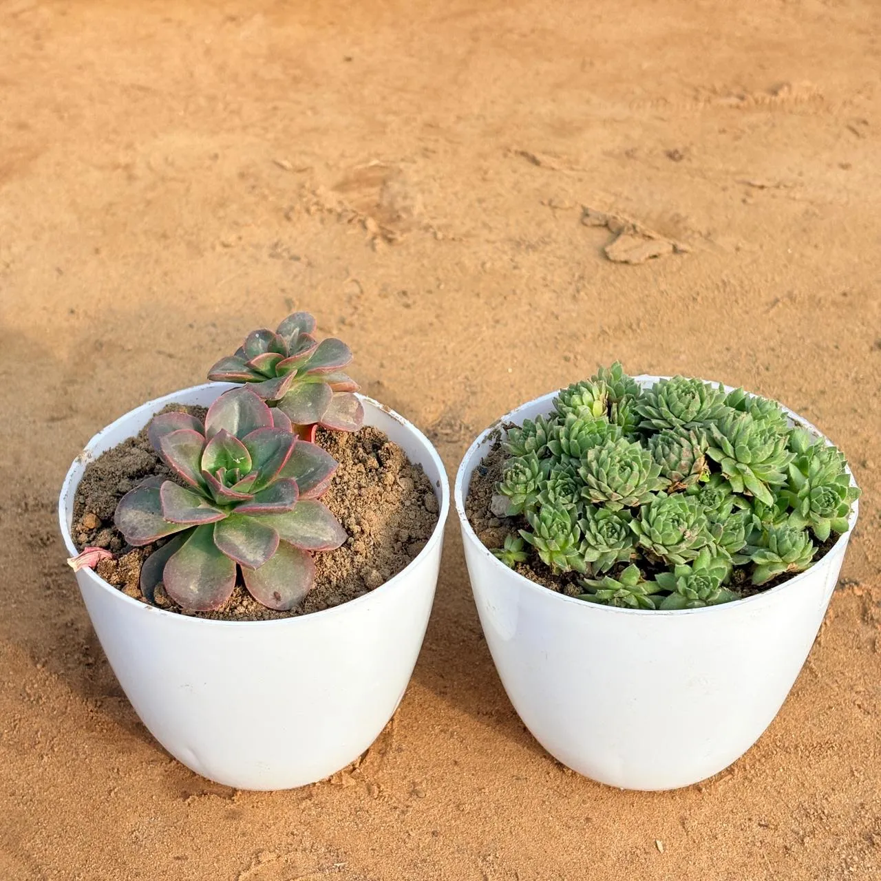 Set of 2 - Echeveria Melaco Succulent & Sempervivum Arachnoideum Succulent in 4 inch White Premium Orchid Round Plastic Pot