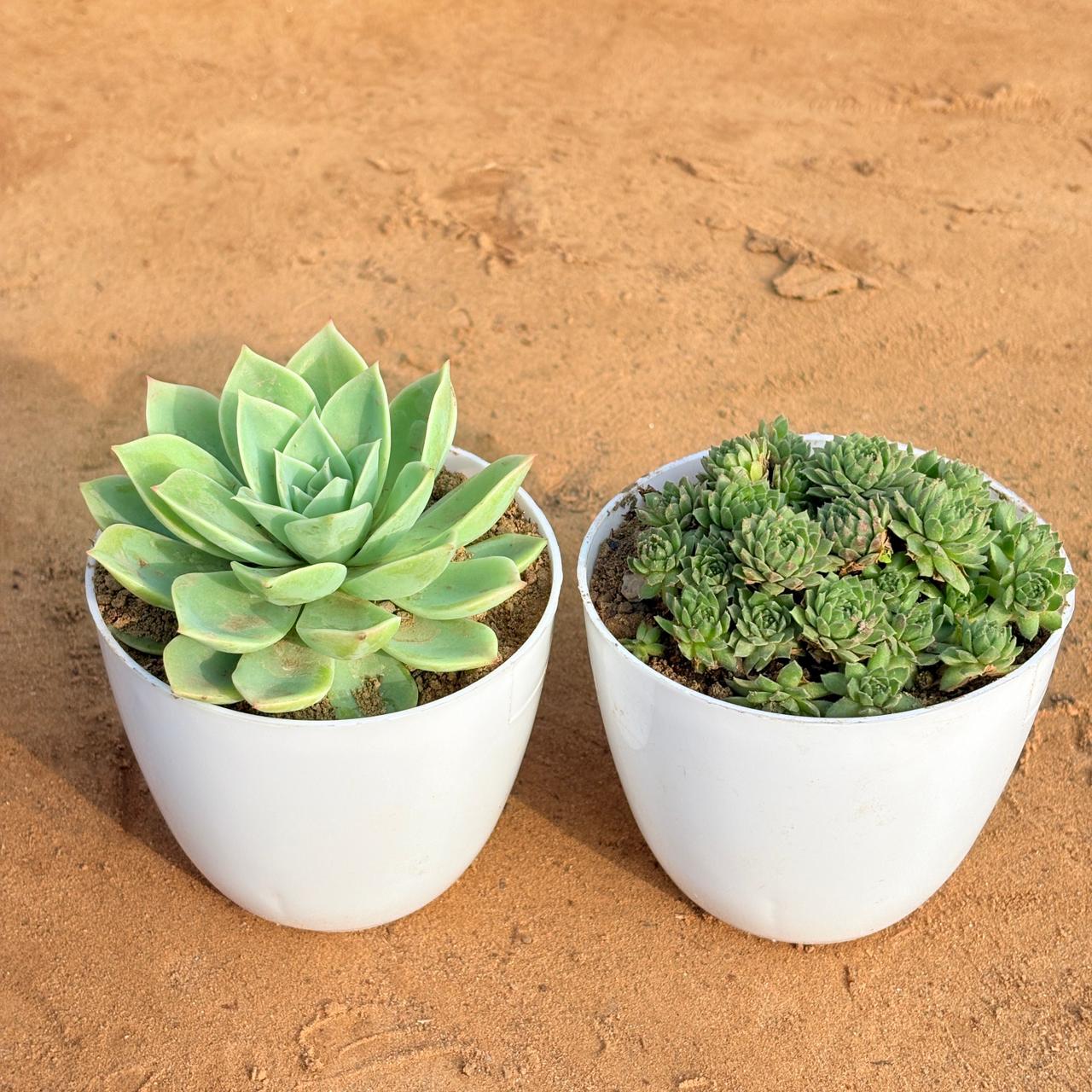Set of 2 - Echeveria Green Succulent & Sempervivum Arachnoideum Succulent in 4 inch White Premium Orchid Round Plastic Pot