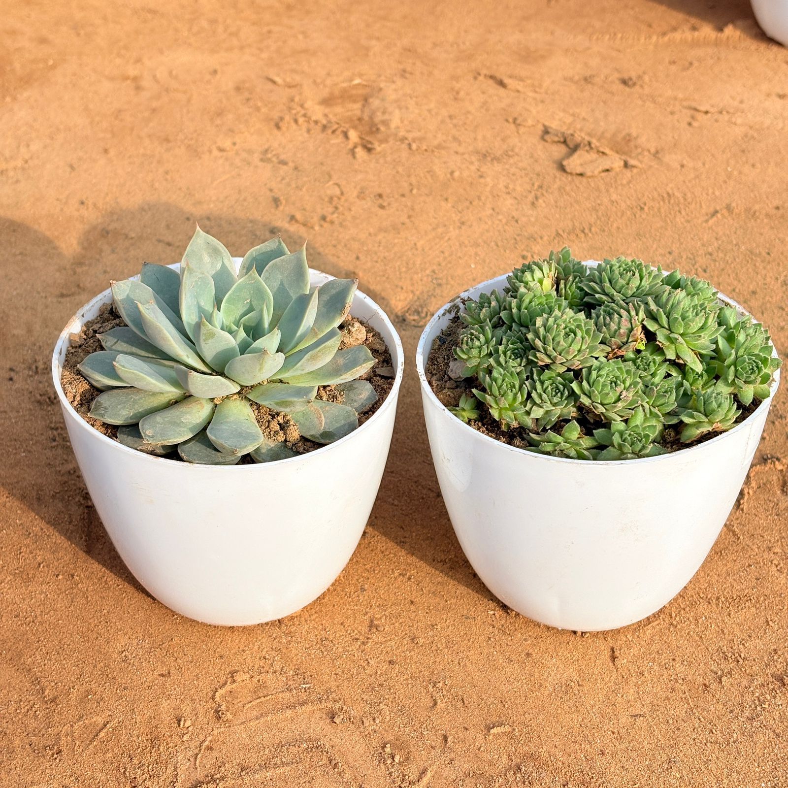Set of 2 - Echeveria Brown Succulent & Sempervivum Arachnoideum Succulent in 4 inch White Premium Orchid Round Plastic Pot