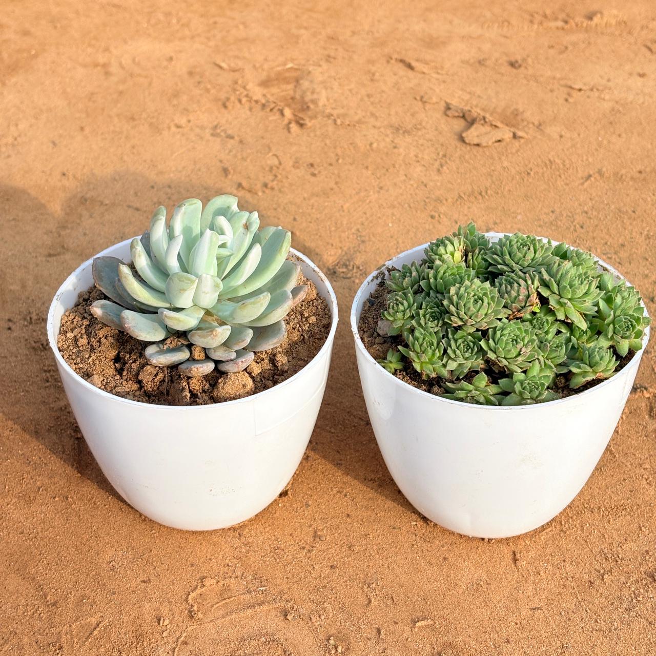 Set of 2 - Echeveria Lotus Succulent & Sempervivum Arachnoideum Succulent in 4 inch White Premium Orchid Round Plastic Pot