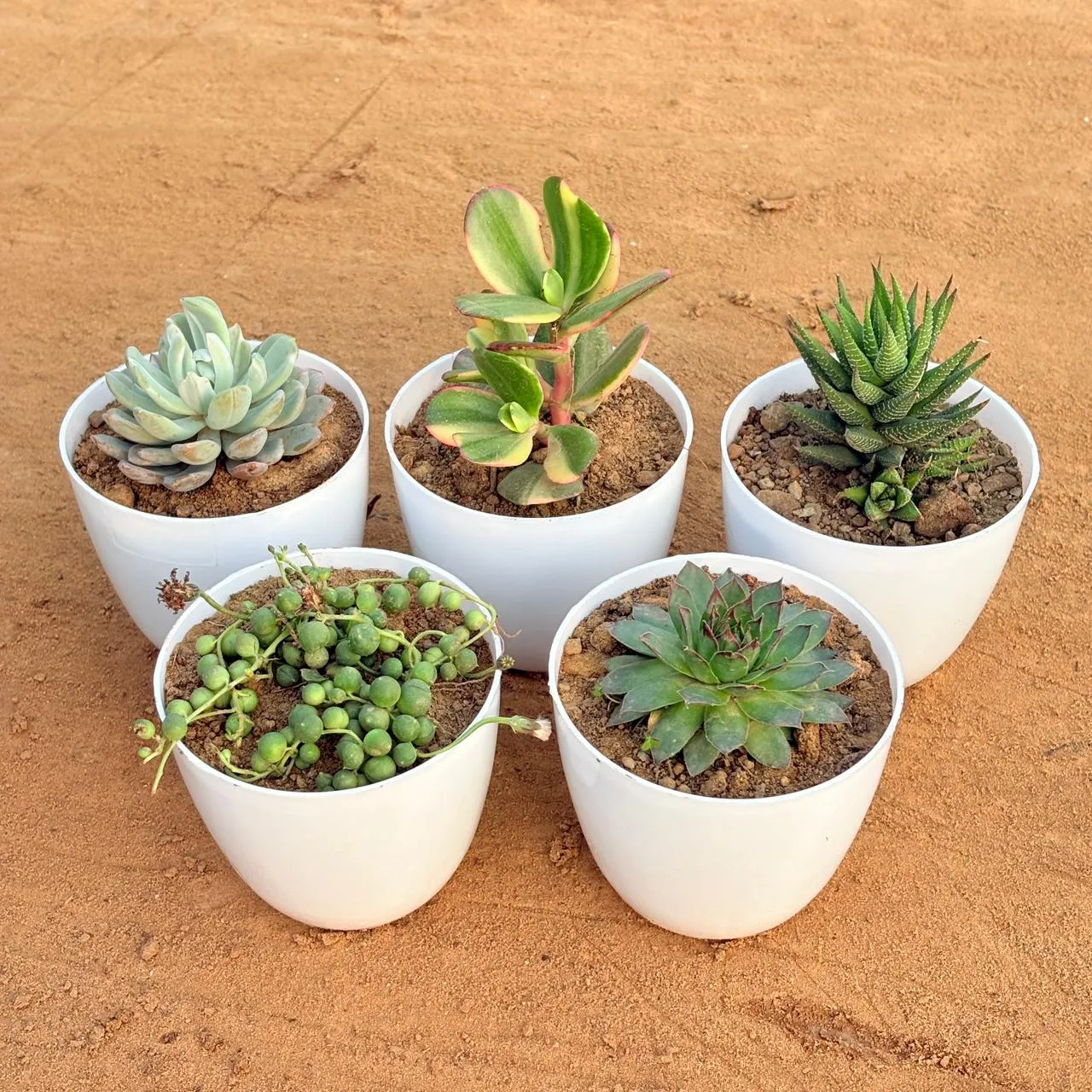 Set of 5 - Crassula Variegated Succulent, Echeveria Lotus Succulent, Haworthia Zebrina, Laxmi Kamal Succulent & String of Pearls Succulent in 4 inch White Premium Orchid Round Plastic Pot