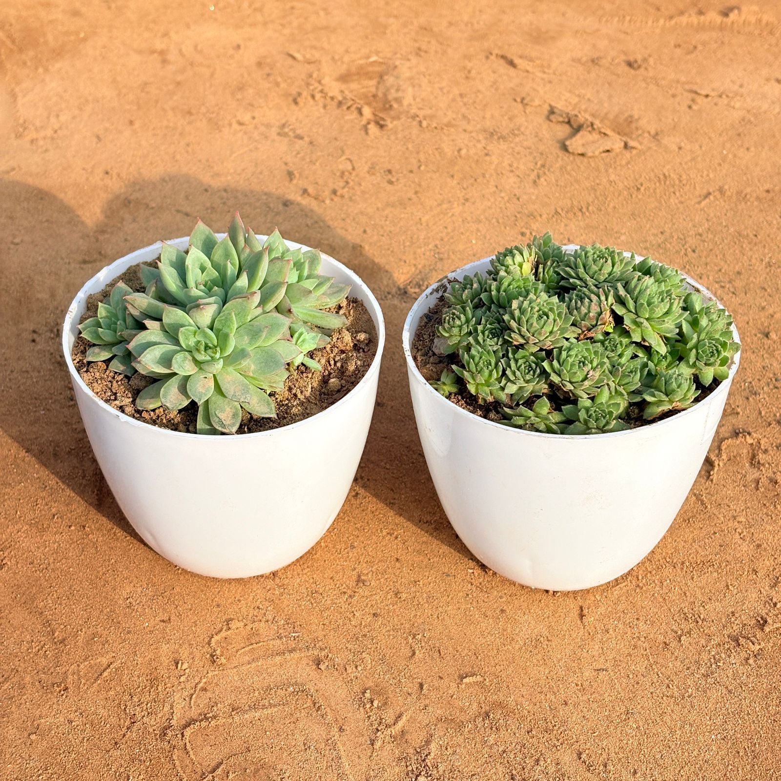 Set of 2 - Chicken & Hen Succulent & Sempervivum Arachnoideum Succulent in 4 inch White Premium Orchid Round Plastic Pot