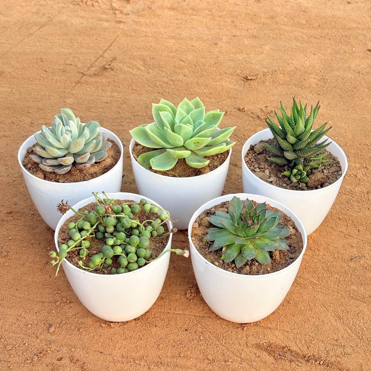 Set of 5 - Echeveria Green Succulent, Echeveria Lotus Succulent, Haworthia Zebrina, Laxmi Kamal Succulent & String of Pearls Succulent in 4 inch White Premium Orchid Round Plastic Pot
