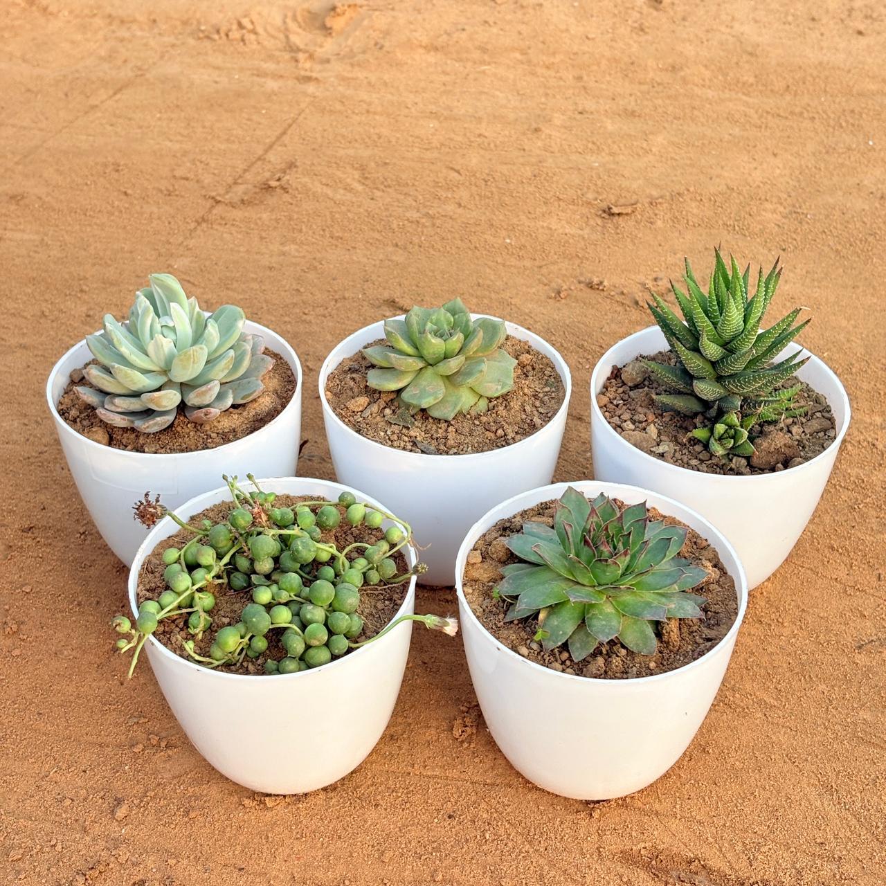 Set of 5 - Echeveria Elegans Succulent, Echeveria Lotus Succulent, Haworthia Zebrina, Laxmi Kamal Succulent & String of Pearls Succulent in 4 inch White Premium Orchid Round Plastic Pot