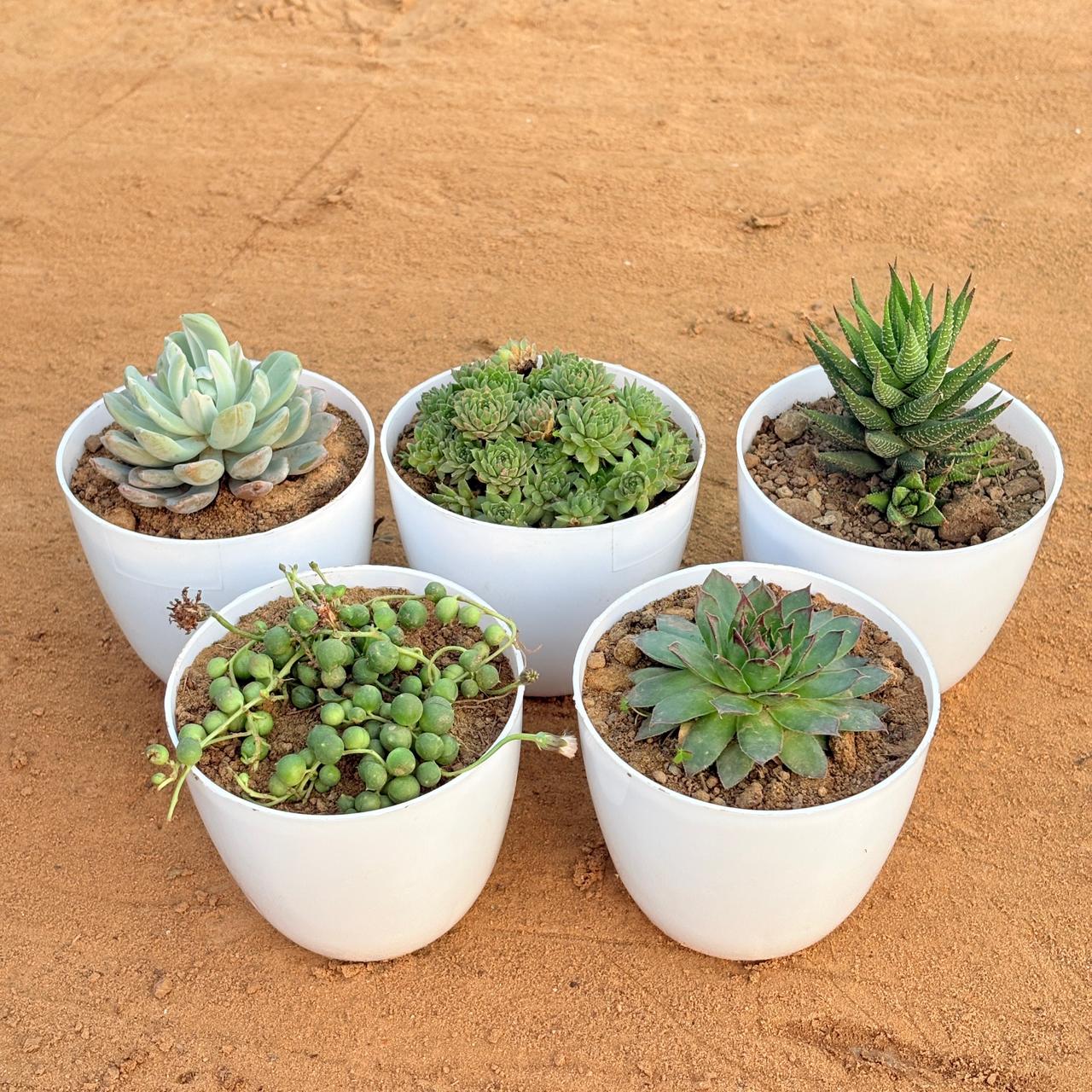 Set of 5 - Sempervivum Arachnoideum Succulent, Echeveria Lotus Succulent, Haworthia Zebrina, Laxmi Kamal Succulent & String of Pearls Succulent in 4 inch White Premium Orchid Round Plastic Pot