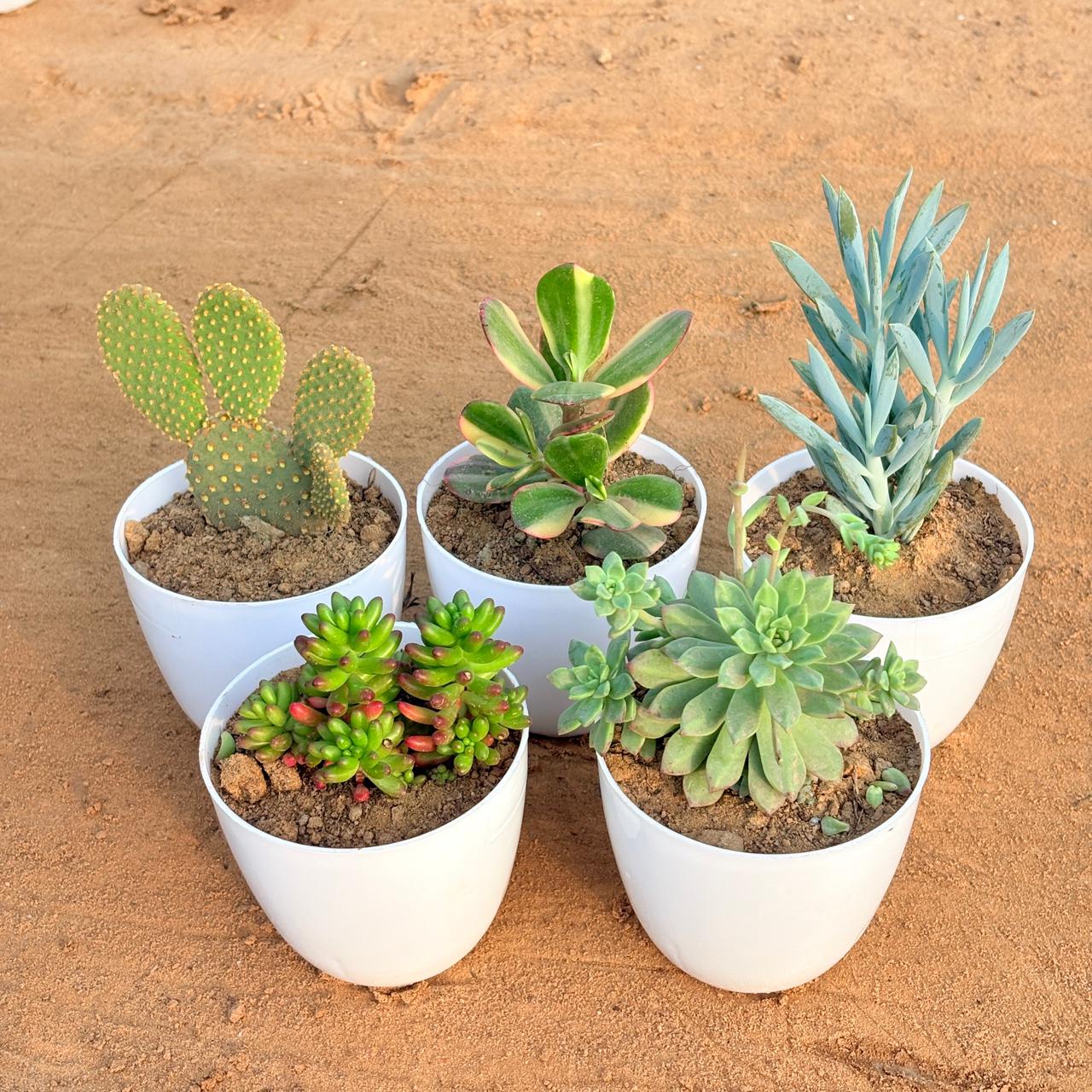 Set of 5 - Crassula Variegated Succulent, Bunny Ear Cactus, Jelly Bean Succulent, Curio Repens Succulent & Echeveria Red Succulent in 4 inch White Premium Orchid Round Plastic Pot