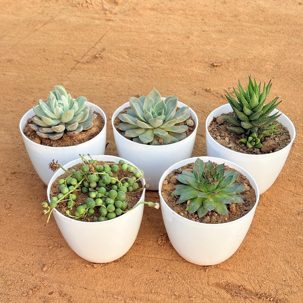 Set of 5 - Echeveria Brown Succulent, Echeveria Lotus Succulent, Haworthia Zebrina, Laxmi Kamal Succulent & String of Pearls Succulent in 4 inch White Premium Orchid Round Plastic Pot
