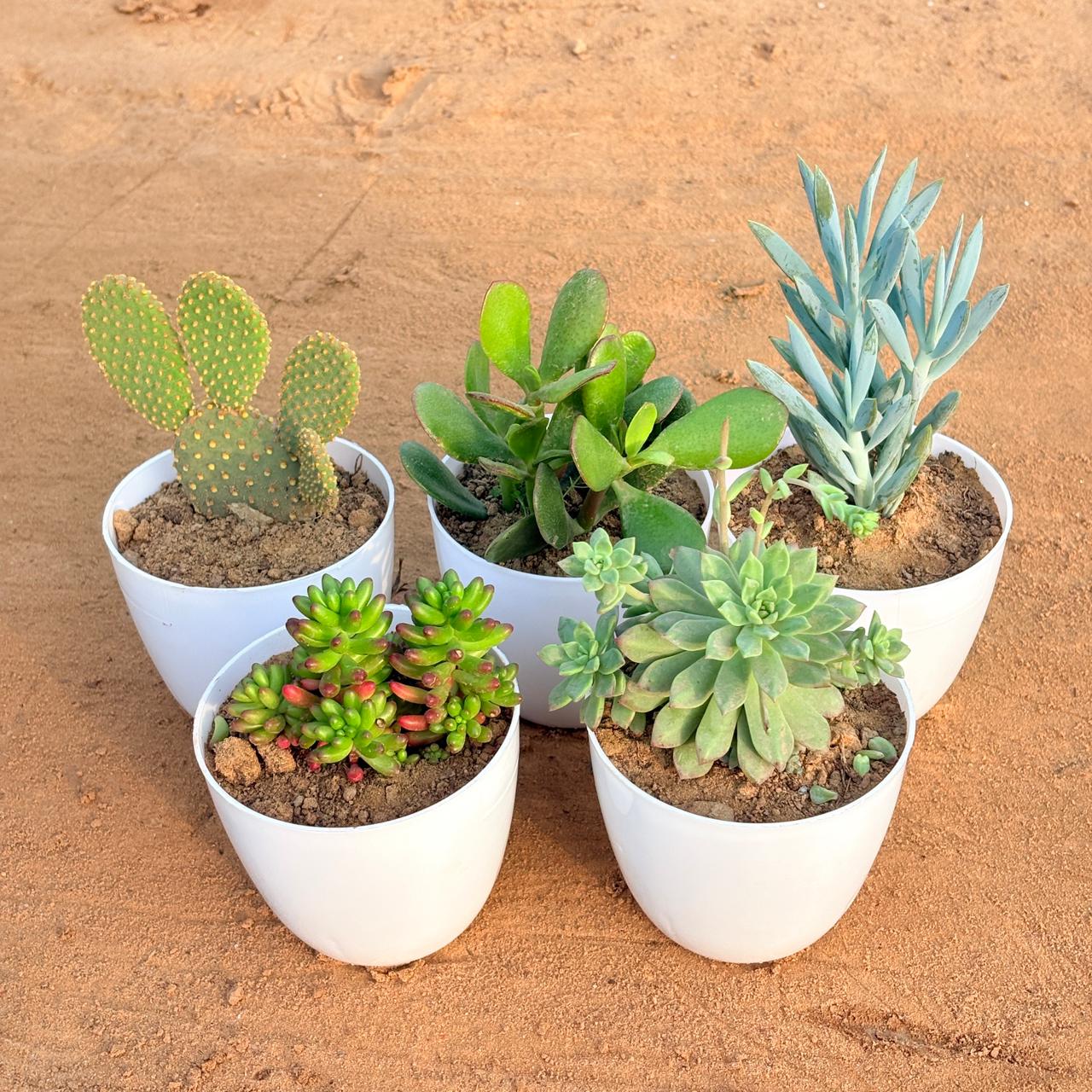 Set of 5 - Crassula Ovata/ Dhan Kuber, Bunny Ear Cactus, Jelly Bean Succulent, Curio Repens Succulent & Echeveria Red Succulent in 4 inch White Premium Orchid Round Plastic Pot