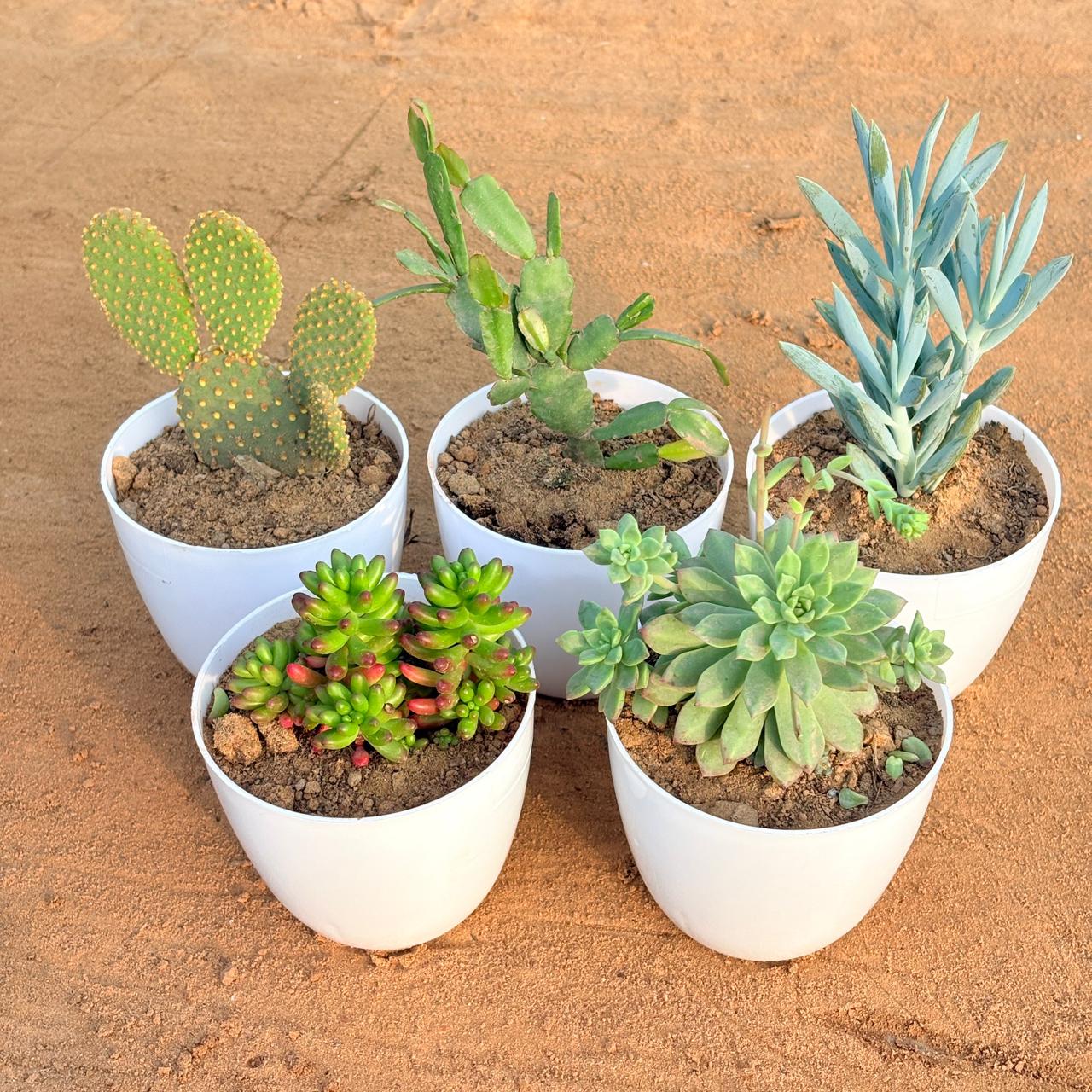 Set of 5 - Rare Christmas Cactus, Bunny Ear Cactus, Jelly Bean Succulent, Curio Repens Succulent & Echeveria Red Succulent in 4 inch White Premium Orchid Round Plastic Pot