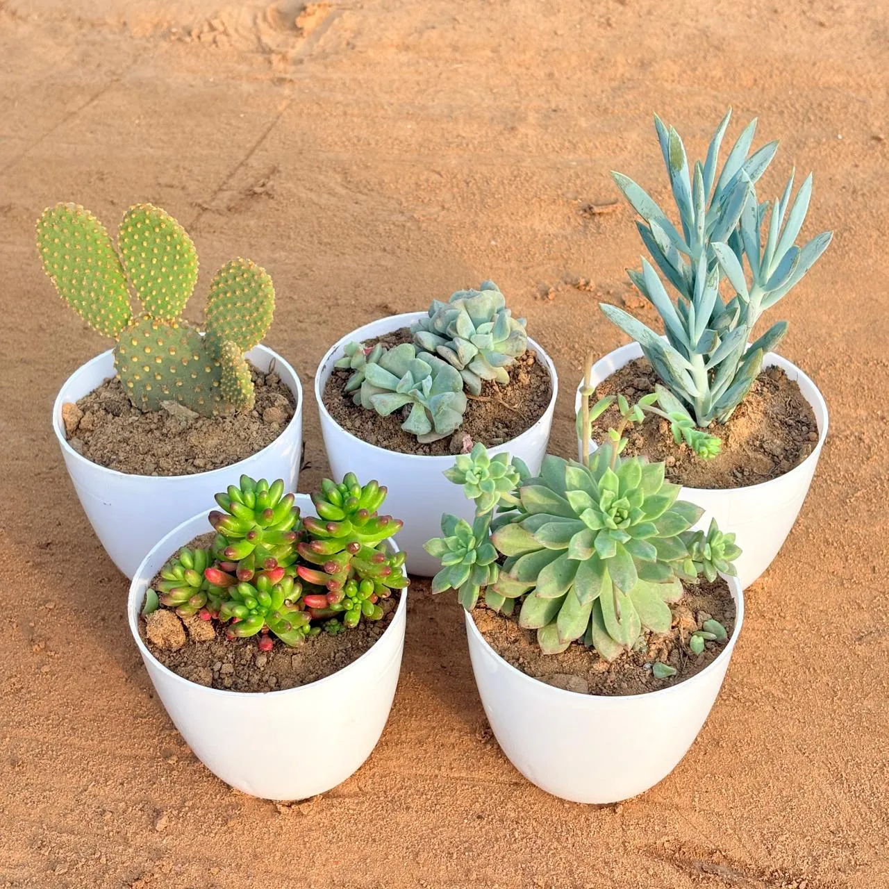Set of 5 - Echeveria Runyonii Topsy Turvy Succulent, Bunny Ear Cactus, Jelly Bean Succulent, Curio Repens Succulent & Echeveria Red Succulent in 4 inch White Premium Orchid Round Plastic Pot