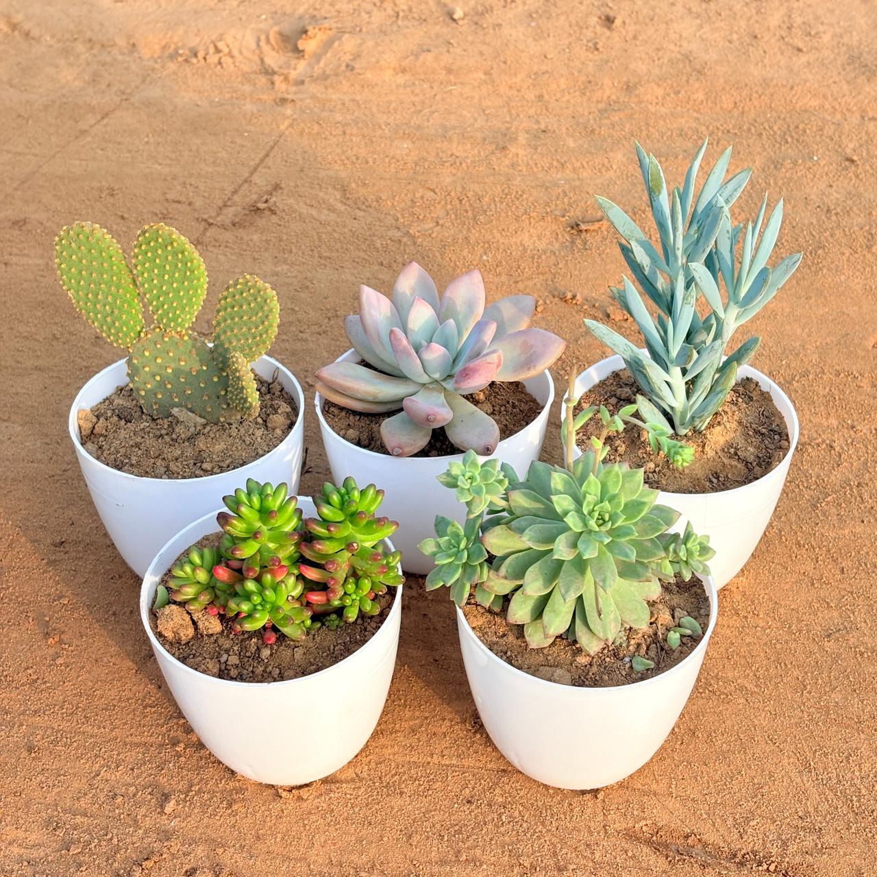 Set of 5 - Echeveria Devotion / Red Velvet, Bunny Ear Cactus, Jelly Bean Succulent, Curio Repens Succulent & Echeveria Red Succulent in 4 inch White Premium Orchid Round Plastic Pot