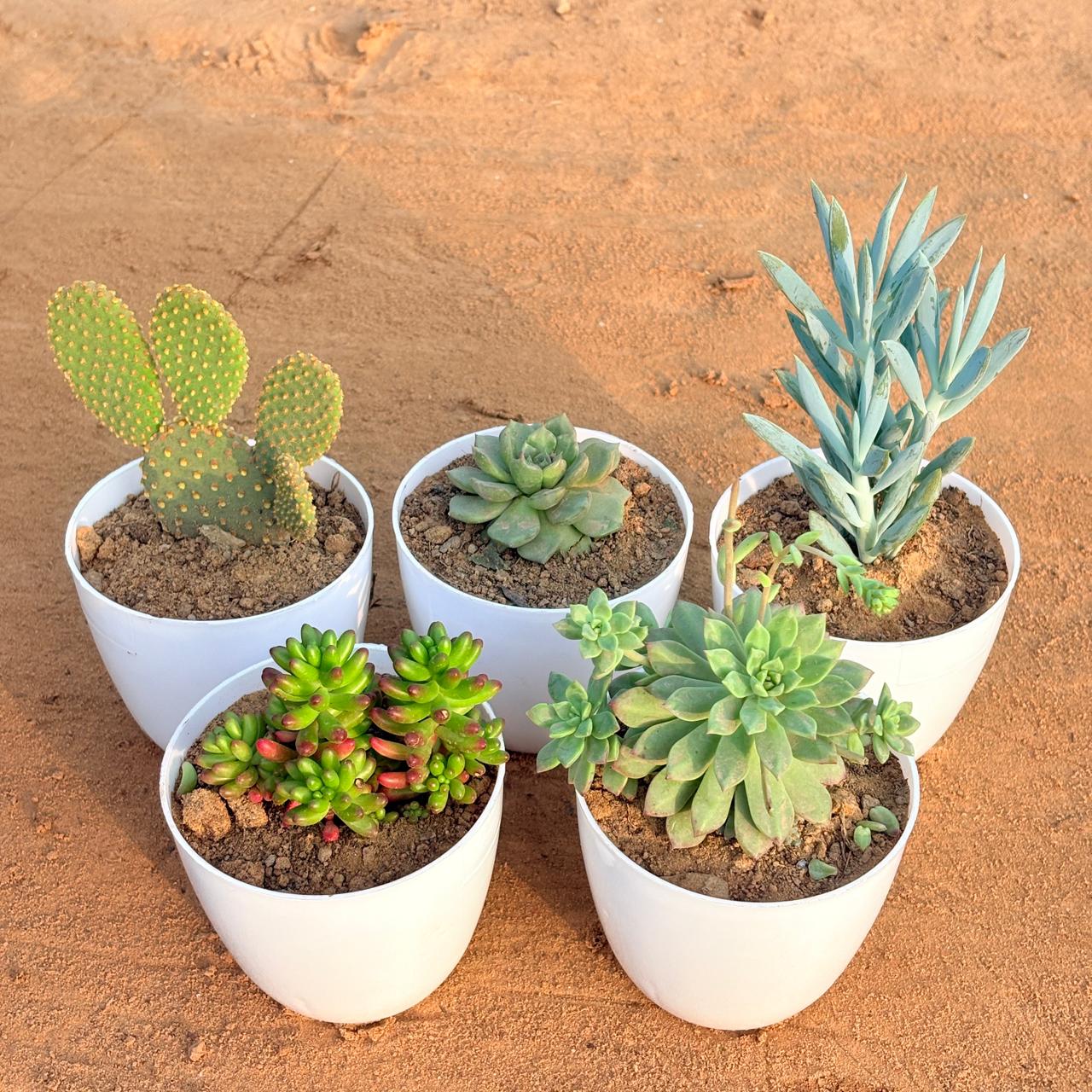Set of 5 - Echeveria Elegans Succulent, Bunny Ear Cactus, Jelly Bean Succulent, Curio Repens Succulent & Echeveria Red Succulent in 4 inch White Premium Orchid Round Plastic Pot