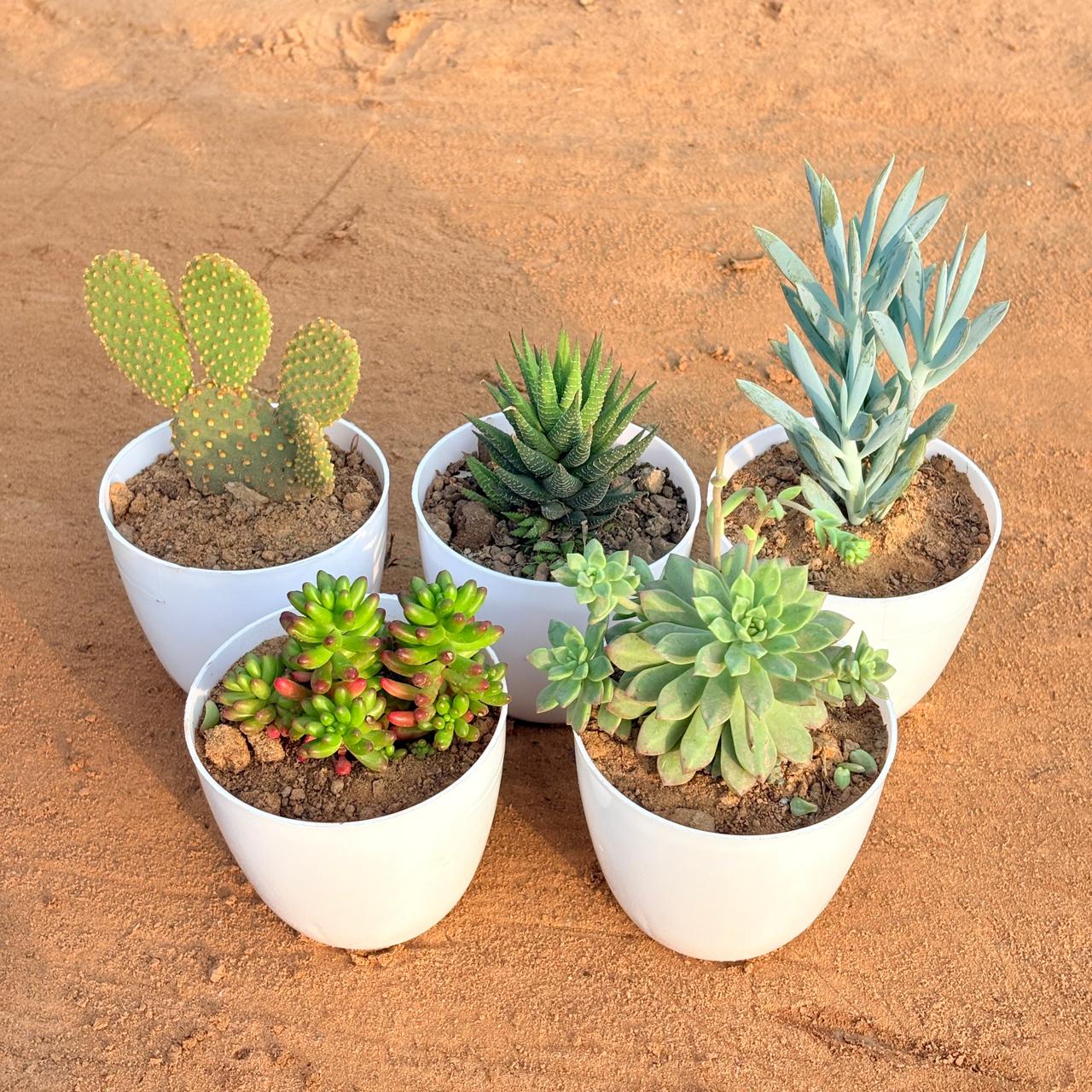 Set of 5 - Haworthia Zebrina, Bunny Ear Cactus, Jelly Bean Succulent, Curio Repens Succulent & Echeveria Red Succulent in 4 inch White Premium Orchid Round Plastic Pot