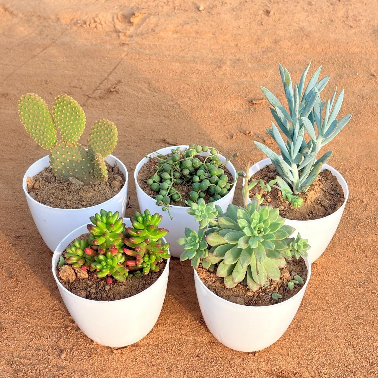 Set of 5 - String of Pearls Succulent, Bunny Ear Cactus, Jelly Bean Succulent, Curio Repens Succulent & Echeveria Red Succulent in 4 inch White Premium Orchid Round Plastic Pot