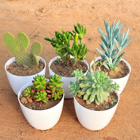 Set of 4 - Chicken & Hen Succulent, String of Pearls Succulent, Haworthia Zebrina & Echeveria Green Succulent in 4 inch White Premium Orchid Round Plastic Pot
