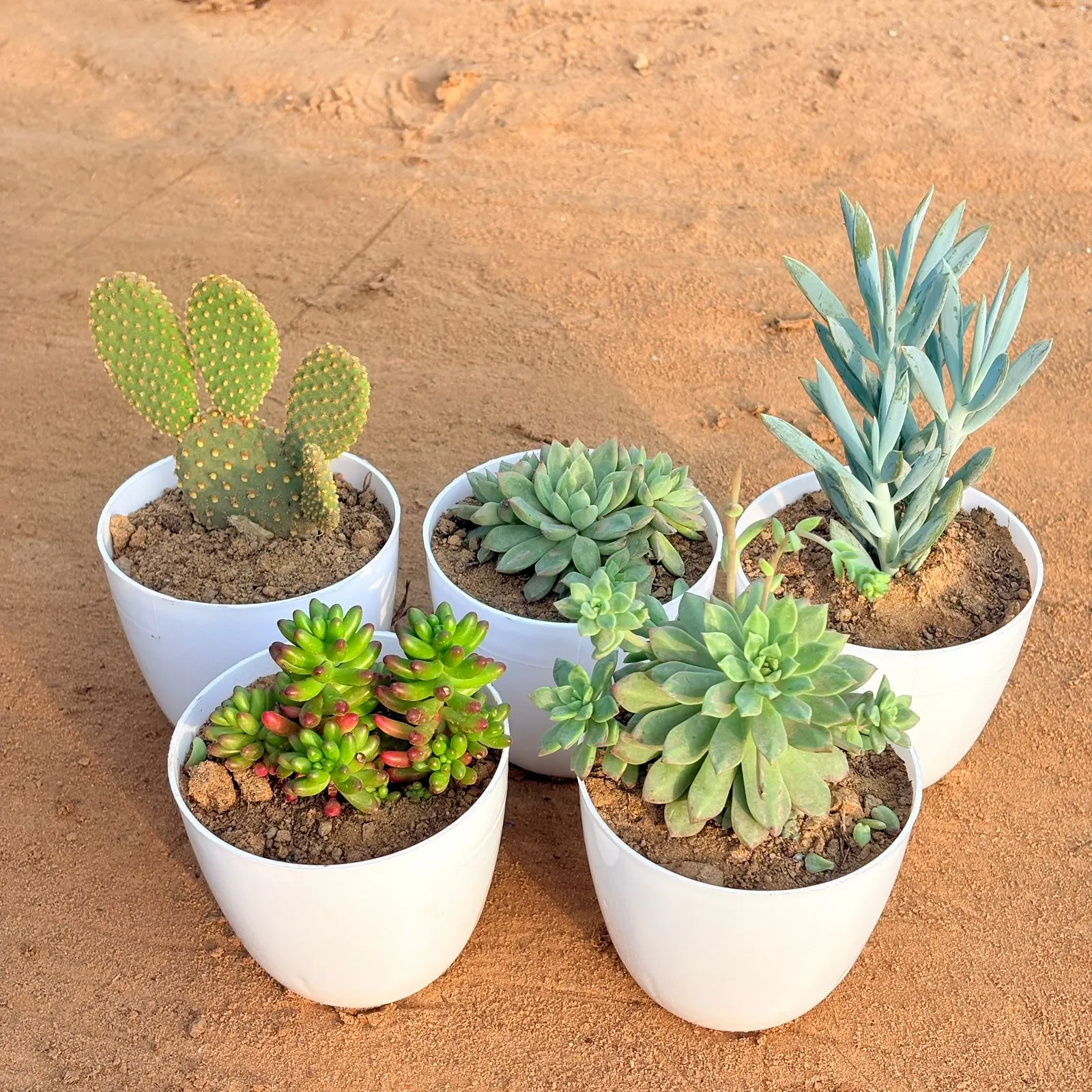 Set of 5 - Chicken & Hen Succulent, Bunny Ear Cactus, Jelly Bean Succulent, Curio Repens Succulent & Echeveria Red Succulent in 4 inch White Premium Orchid Round Plastic Pot