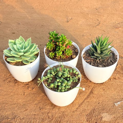 Set of 4 - Curio Repens Succulent, String of Pearls Succulent, Bunny Ear Cactus & Echeveria Red Succulent in 4 inch White Premium Orchid Round Plastic Pot