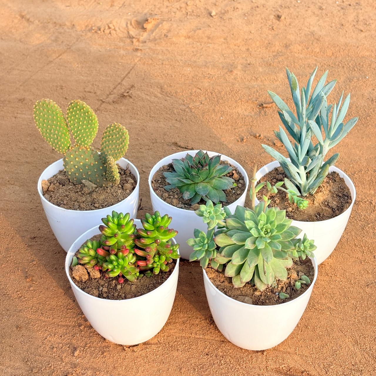 Set of 5 - Laxmi Kamal Succulent, Bunny Ear Cactus, Jelly Bean Succulent, Curio Repens Succulent & Echeveria Red Succulent in 4 inch White Premium Orchid Round Plastic Pot