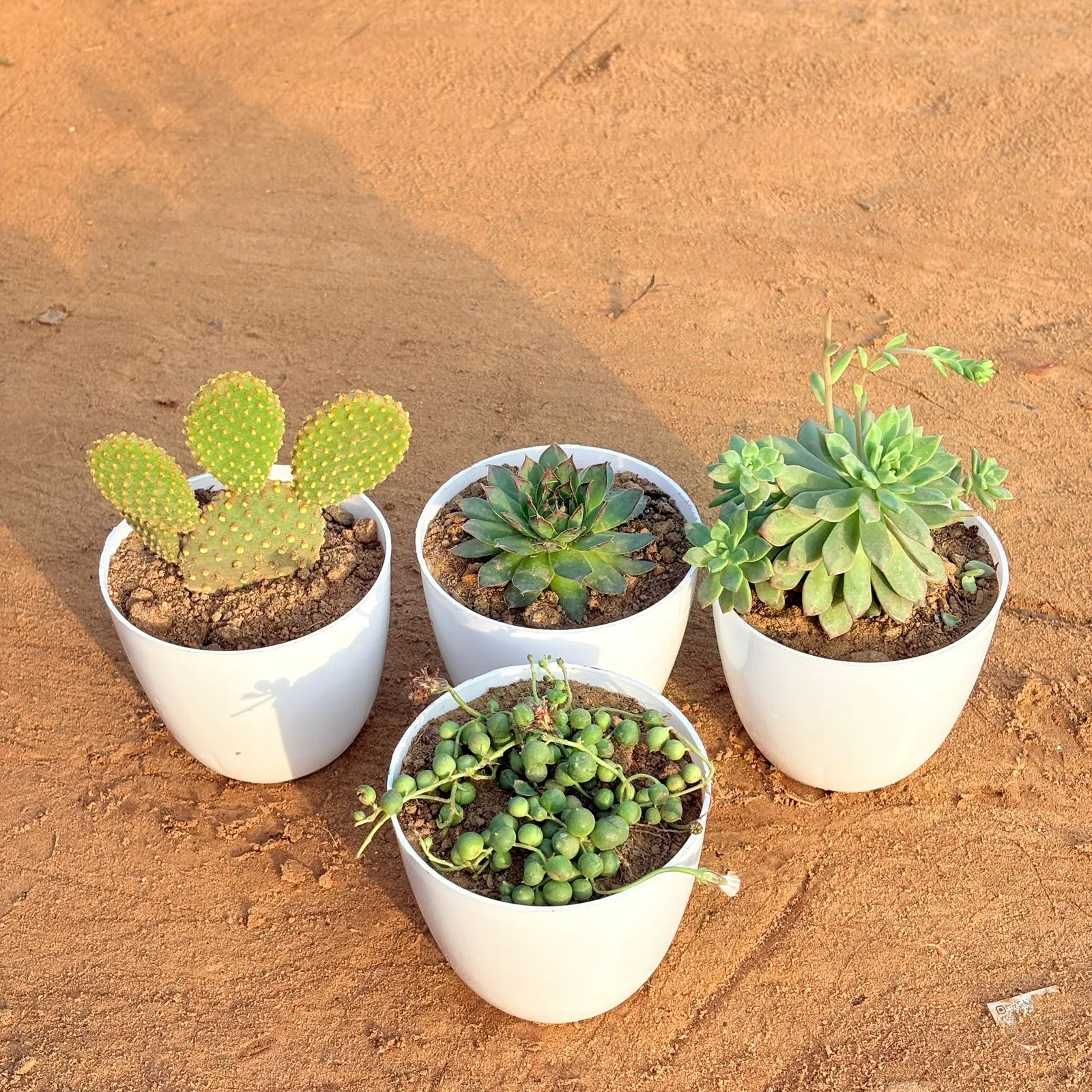 Set of 4 - Echeveria Green Succulent, String of Pearls Succulent, Bunny Ear Cactus & Echeveria Red Succulent in 4 inch White Premium Orchid Round Plastic Pot