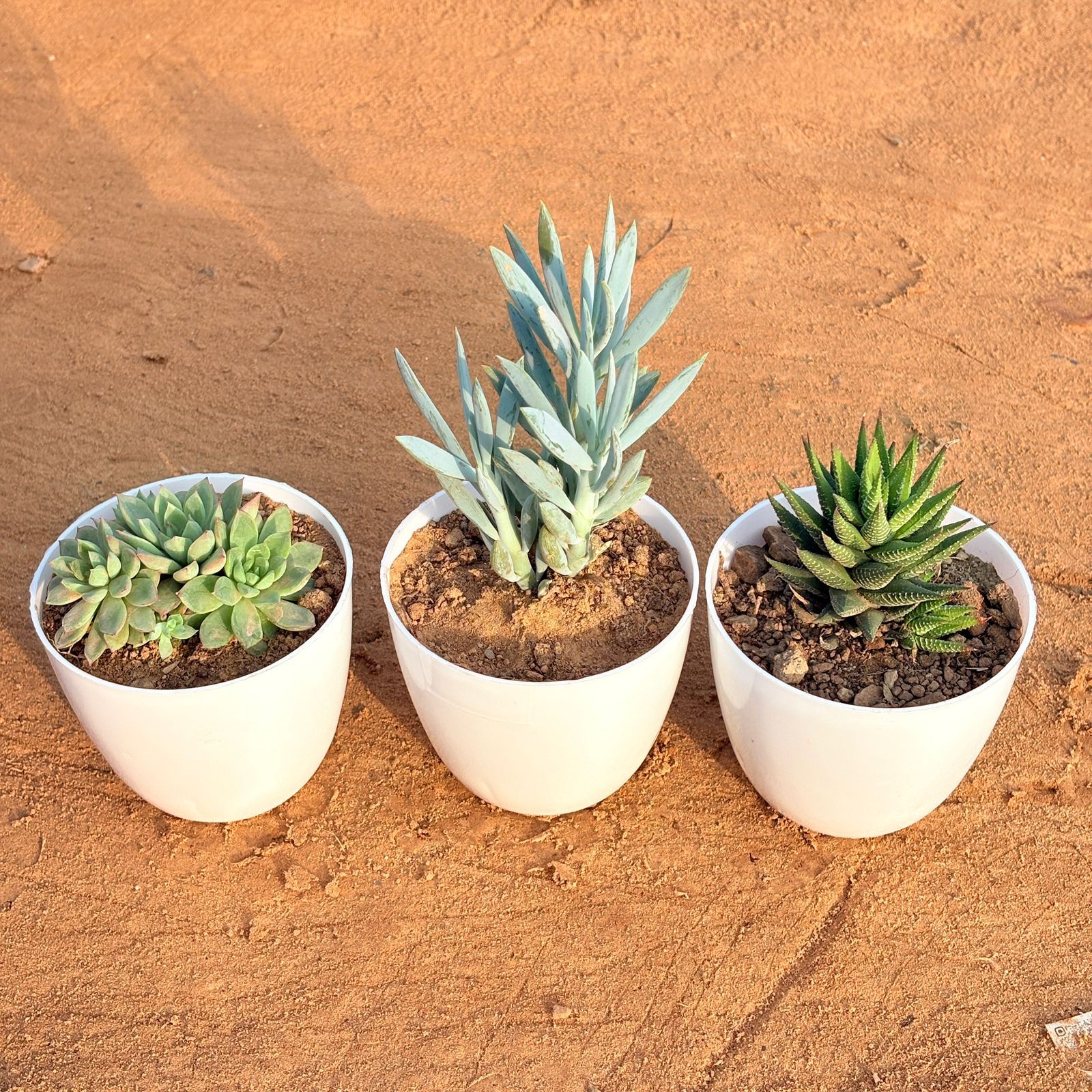Set of 4 - Laxmi Kamal Succulent, String of Pearls Succulent, Echeveria Green Succulent & Haworthia Zebrina in 4 inch White Premium Orchid Round Plastic Pot