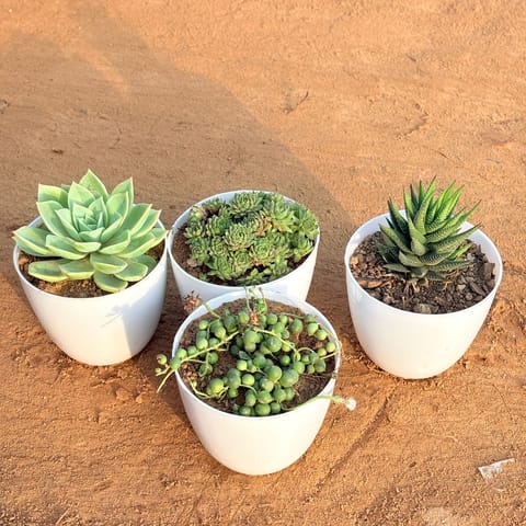 Set of 5 - Echeveria Red Succulent, Bunny Ear Cactus, Jelly Bean Succulent, Curio Repens Succulent & Crassula Gollum Jade/ Finger Succulent in 4 inch White Premium Orchid Round Plastic Pot