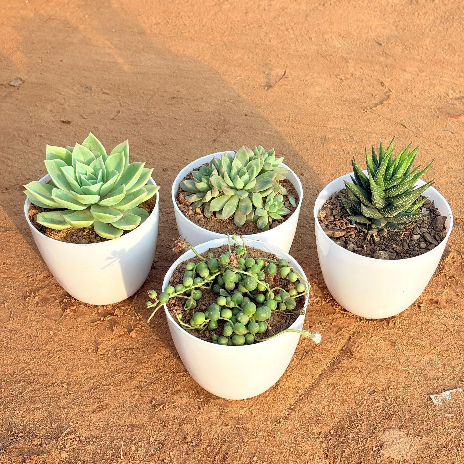 Set of 4 - Laxmi Kamal Succulent, String of Pearls Succulent, Bunny Ear Cactus & Echeveria Red Succulent in 4 inch White Premium Orchid Round Plastic Pot
