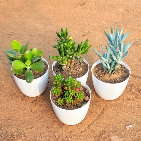 Set of 4 - Chicken & Hen Succulent, Crassula Gollum Jade/ Finger Succulent, Crassula Ovata/ Dhan Kuber & Curio Repens Succulent in 4 inch White Premium Orchid Round Plastic Pot